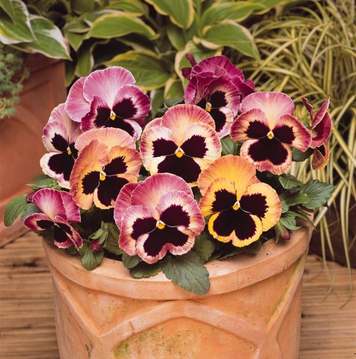 Viola x wittrockiana Matrix® Sunrise