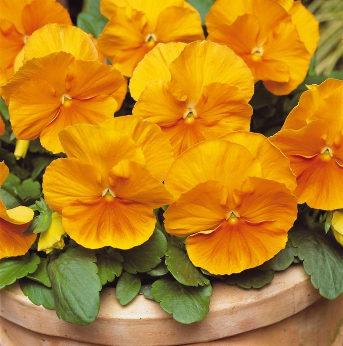 Viola x wittrockiana Matrix® Orange