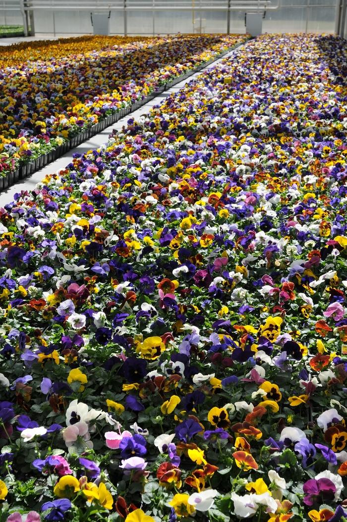 Viola x wittrockiana Matrix® Blotch Mix
