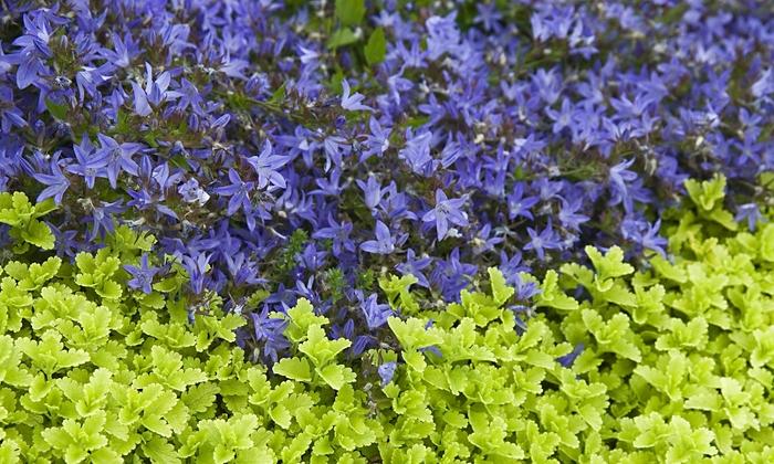 Campanula poscharskyana Blue Waterfall™