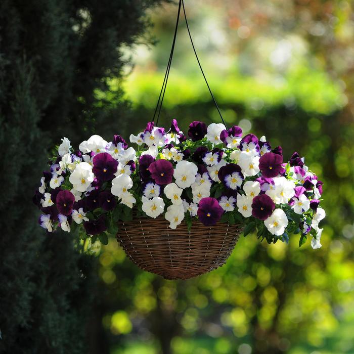 Viola x wittrockiana Cool Wave® Berries 'N Cream Mix
