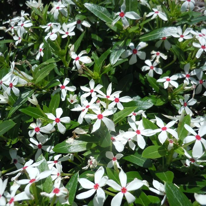 Catharanthus Soiree kawaii® White Peppermint