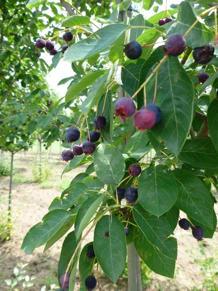 Amelanchier canadensis