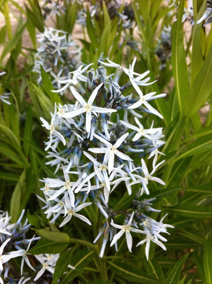 Amsonia tabernaemontana