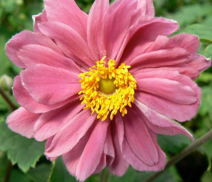 Anemone hupehensis var. japonica Pamina