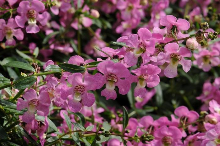 Angelonia angustifolia AngelMist® Spreading Pink Improved