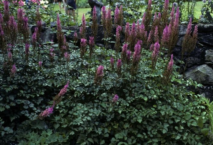 Astilbe chinensis var. taquetii Superba