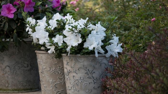 Rhododendron Bloom-A-Thon® White
