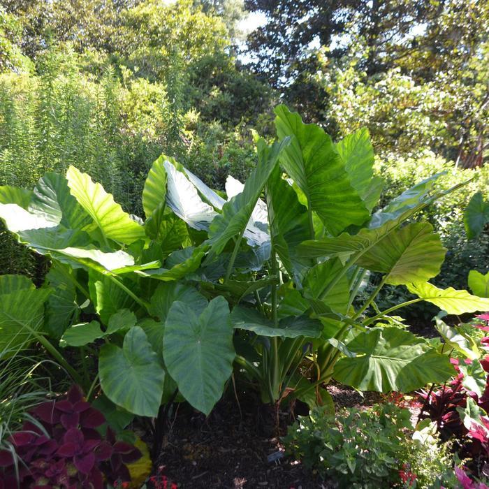 Alocasia x calidora
