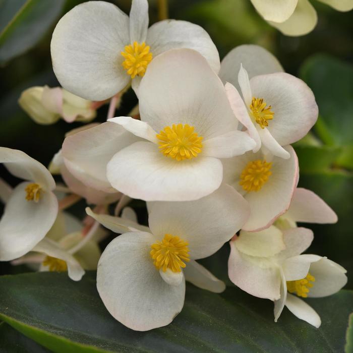 Begonia Dragon Wing® White