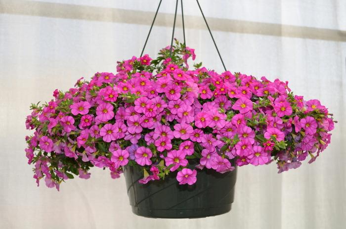 Calibrachoa MiniFamous® Pink