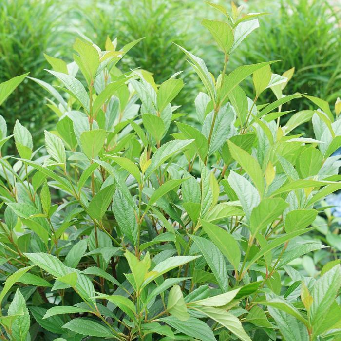 Viburnum Sweet Talker®