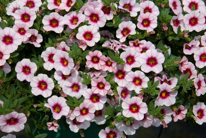 Calibrachoa MiniFamous® Neo Salmon Pink+Eye