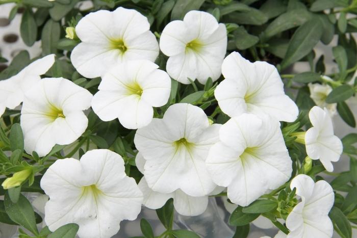 Calibrachoa MiniFamous® Neo White
