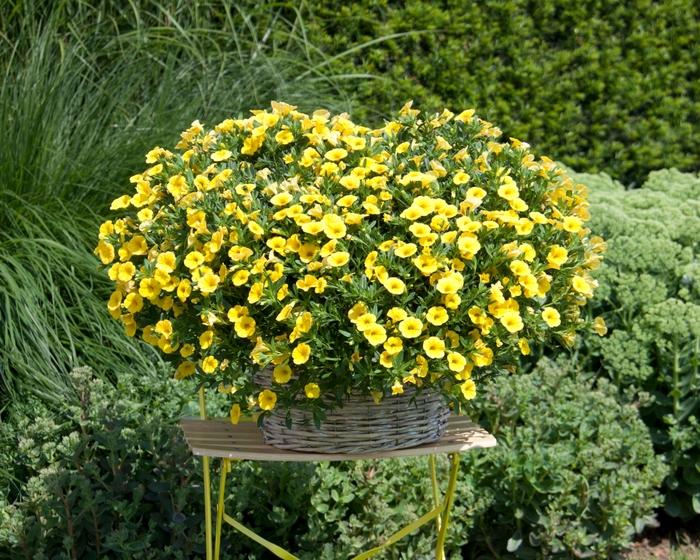 Calibrachoa MiniFamous® Pure Yellow