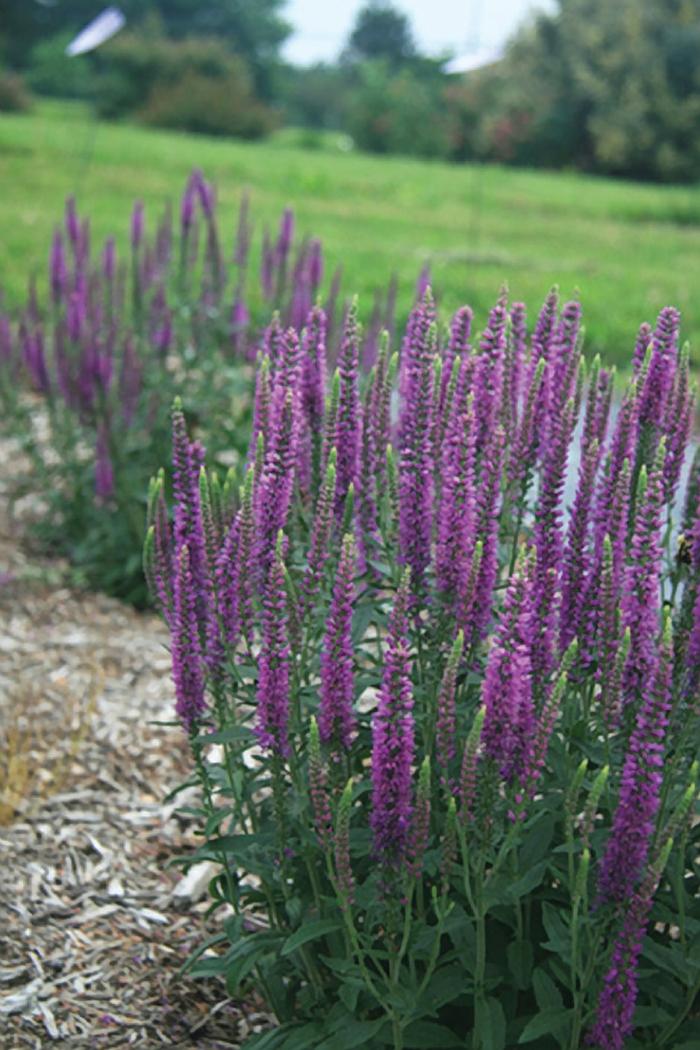 Veronica Moody Blues® Mauve Improved