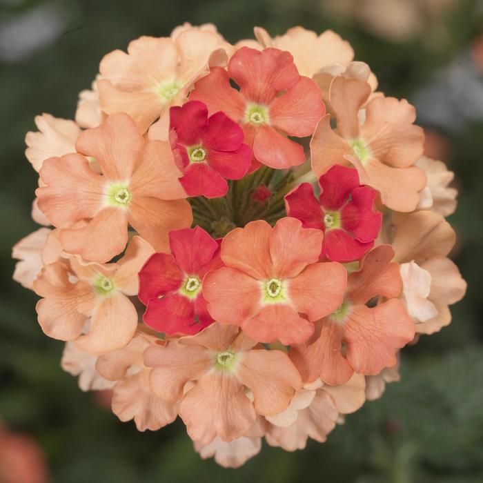 Verbena Lanai® Peach