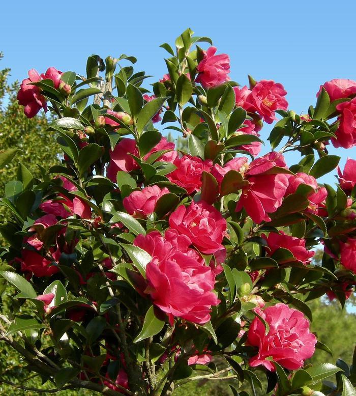 Camellia sasanqua October Magic® Rose