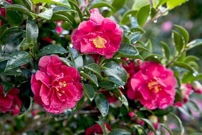Camellia sasanqua October Magic® Ruby