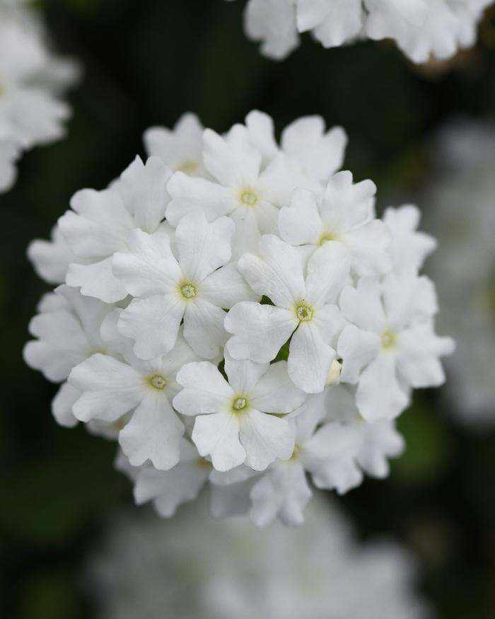 Verbena peruviana Firehouse™ White Improved