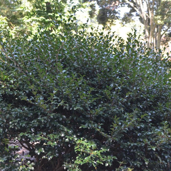 Camellia sasanqua Our Linda