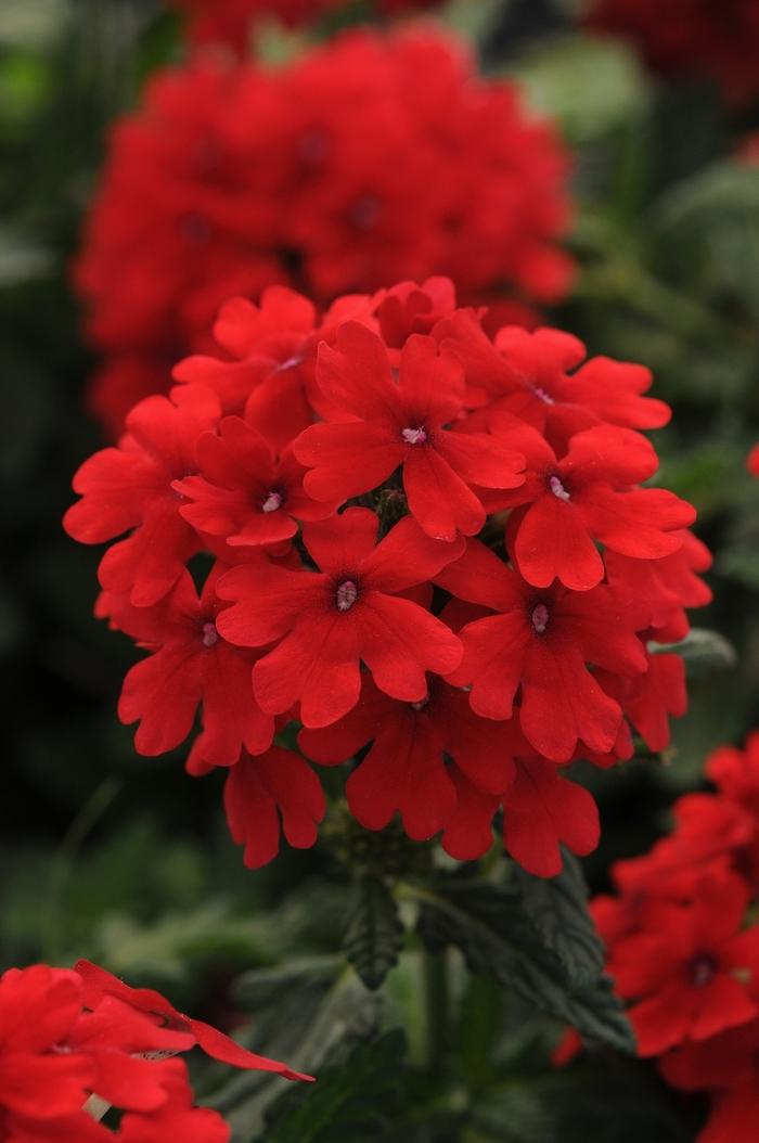 Verbena peruviana Firehouse™ Red Improved
