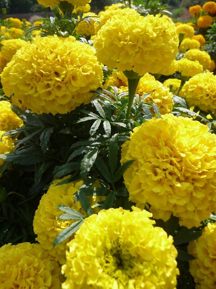 Tagetes erecta Taishan® Yellow