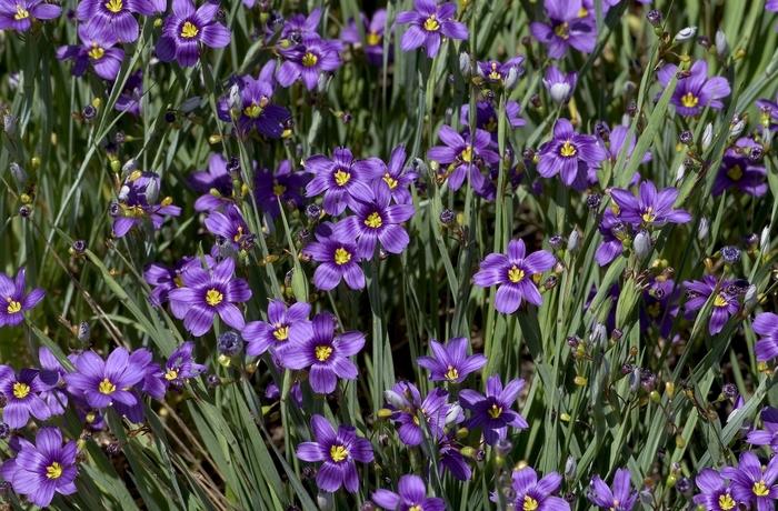 Sisyrinchium bermudianum