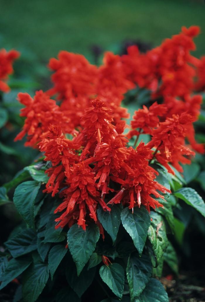 Salvia splendens Vista™ Red
