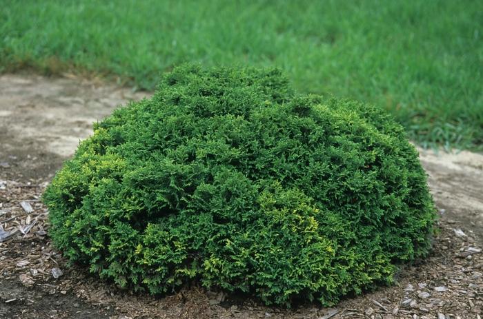 Chamaecyparis pisifera Golden Pincushion
