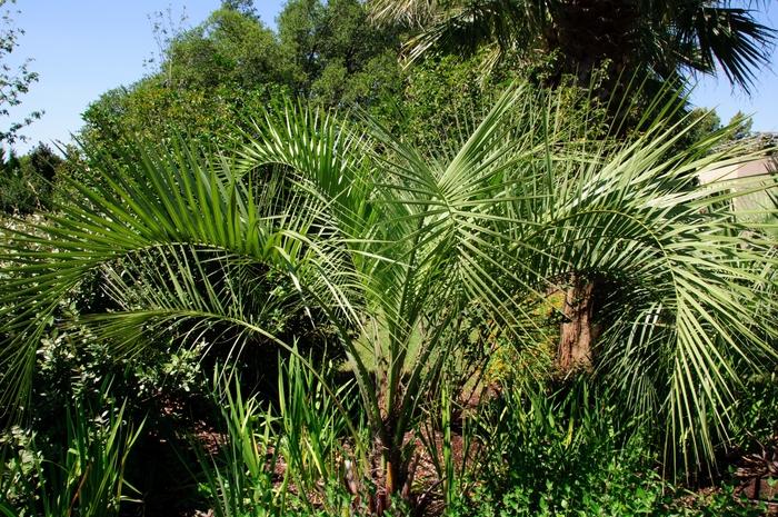 Butia capitata