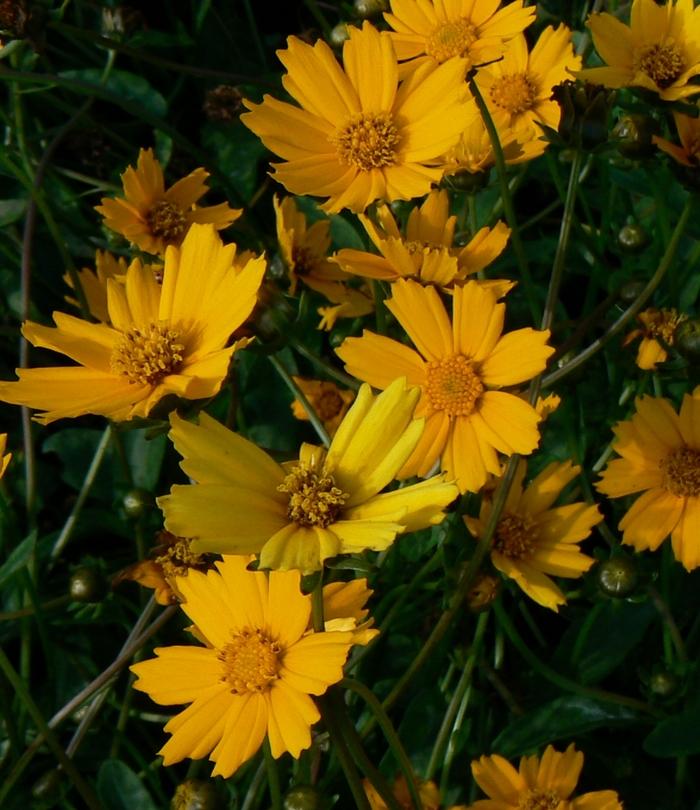 Coreopsis auriculata Nana