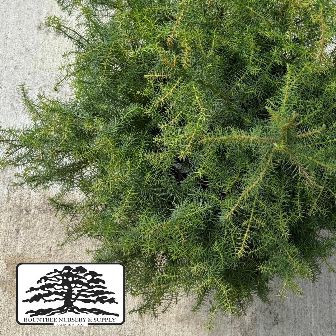 Cryptomeria 'Mushroom' - Warm Season Color