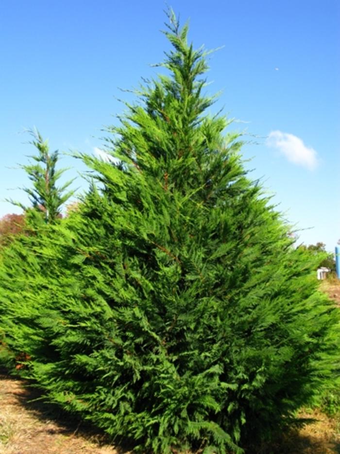 Cupressocyparis leylandii