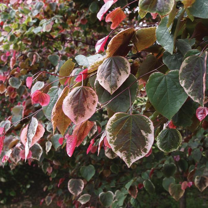 Cercis canadensis Carolina Sweetheart®