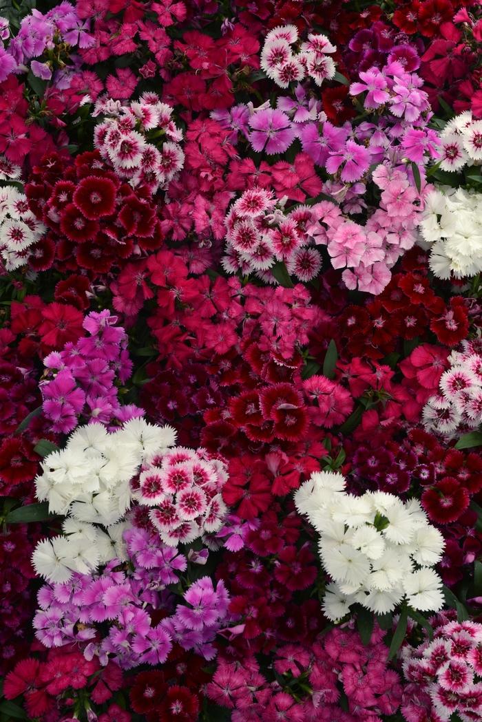 Dianthus chinensis x barbatus Floral Lace™ Mix