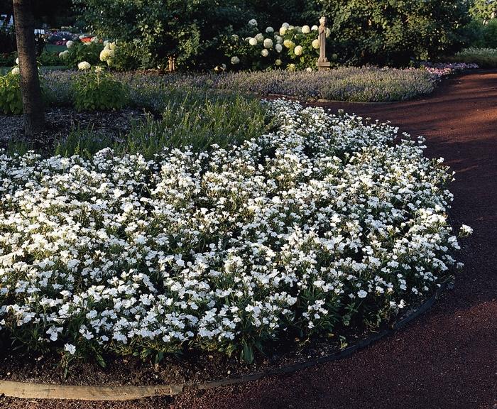 Dianthus chinensis x barbatus Floral Lace™ White