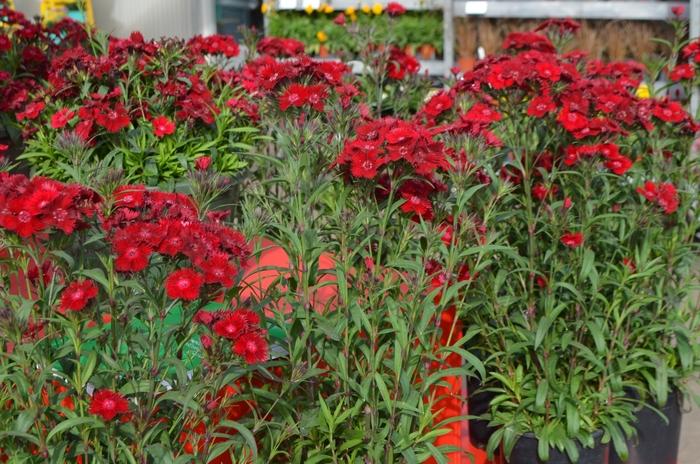 Dianthus Rockin'™ Red