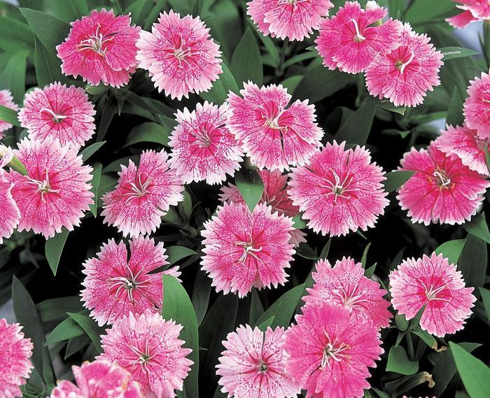 Dianthus chinensis x barbatus Telstar™ Pink
