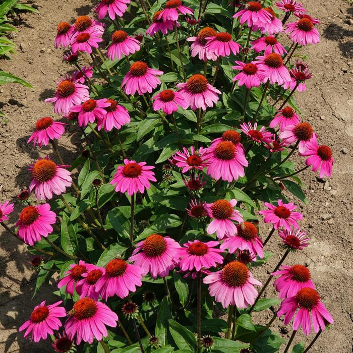 Echinacea Sombrero® Rosada