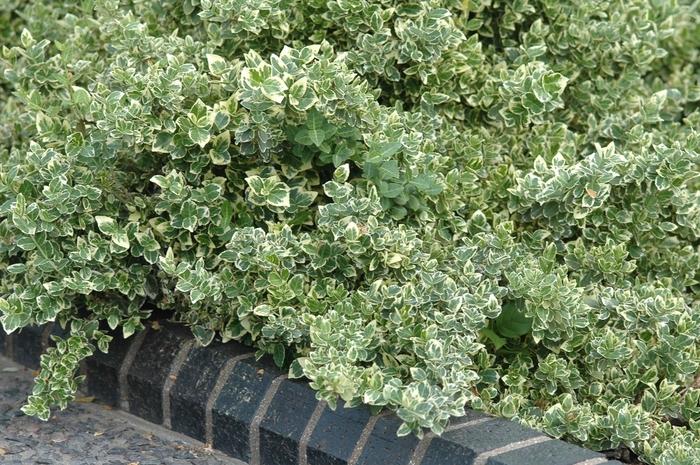 Euonymus fortunei Variegatus