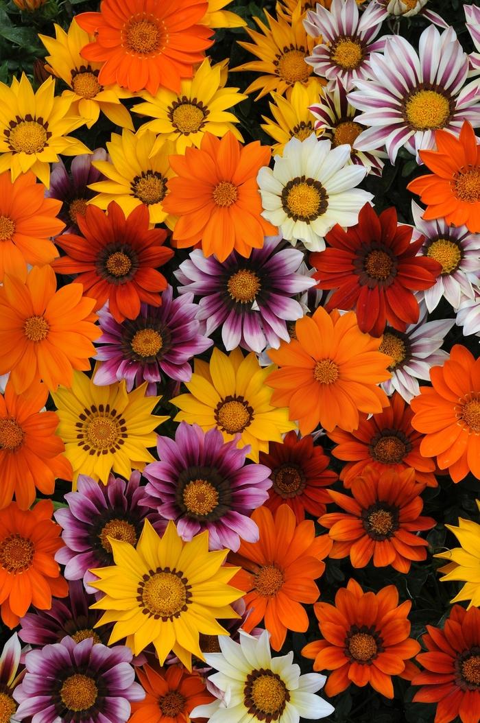 Gazania rigens New Day® Mix