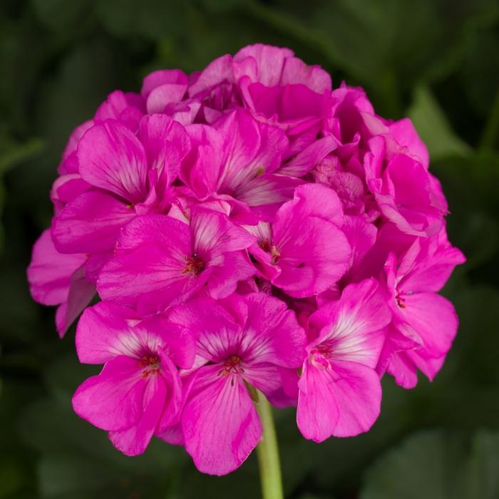 Pelargonium x hortorum Americana® Orchid