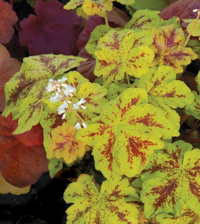 Heucherella Yellowstone