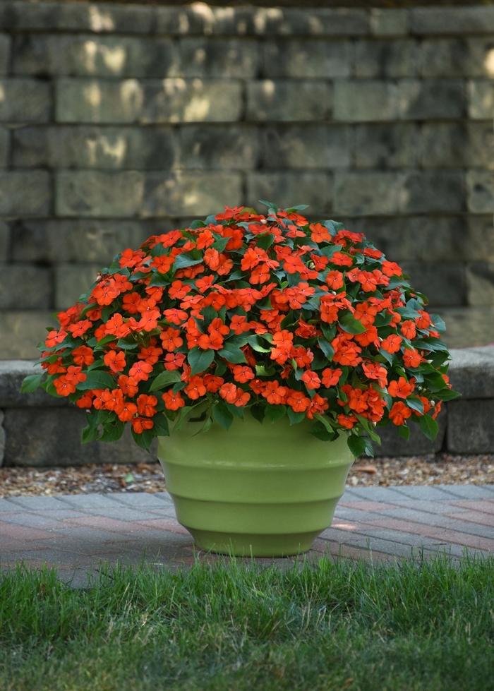 Impatiens walleriana Beacon™ Orange