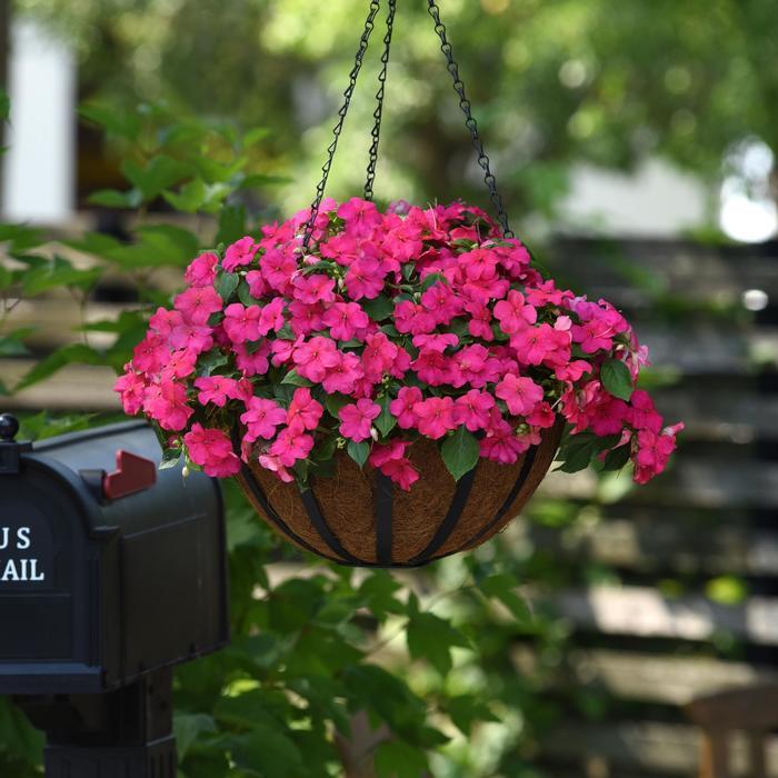 Impatiens walleriana Beacon™ Rose