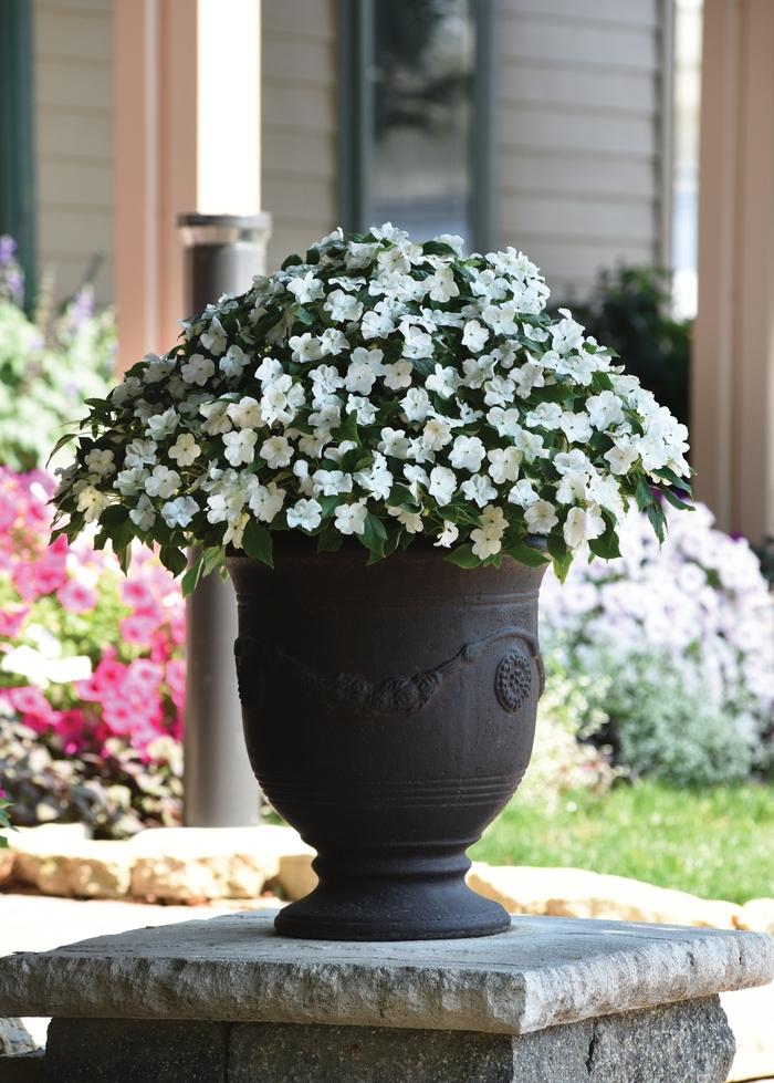 Impatiens walleriana Beacon™ White