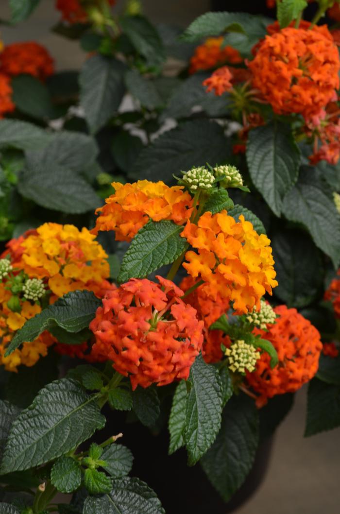Lantana camara Lucky™ Flame