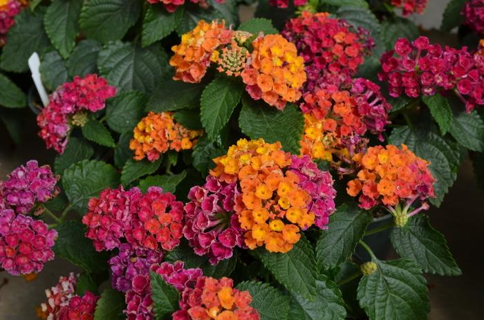 Lantana camara Little Lucky™ Hot Pink