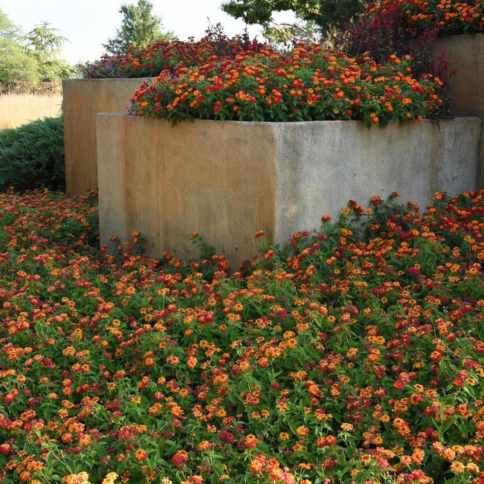 Lantana camara Lucky™ Red